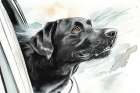 Black lab dog riding with head out car window. (AI Generated) Art Print